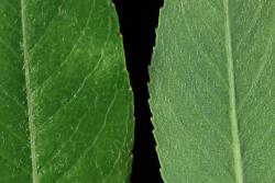Salix ×rubra. Upper (left) and lower leaf surfaces.
 Image: D. Glenny © Landcare Research 2020 CC BY 4.0